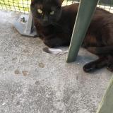 Photo de chat perdu à Sable Sur Sarthe