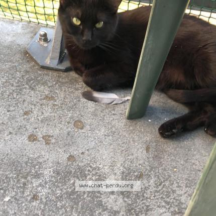 Photo 1/1 Chat retrouvé Perdu à Sable sur sarthe