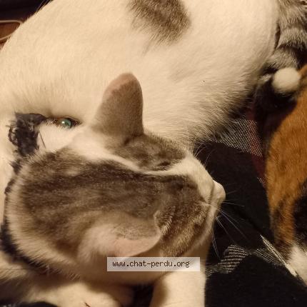 Photo de chat perdu à Segre En Anjou Bleu