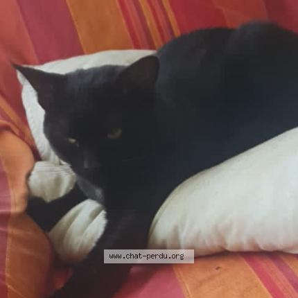 Photo de chat perdu à Vaureal