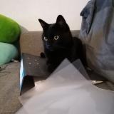 Photo de chat perdu à Ruette