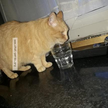 Photo 1/1 Chat retrouvé Perdu à Mantes la ville