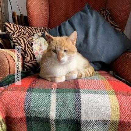 Photo 1/1 Chat retrouvé Perdu à Aigurande