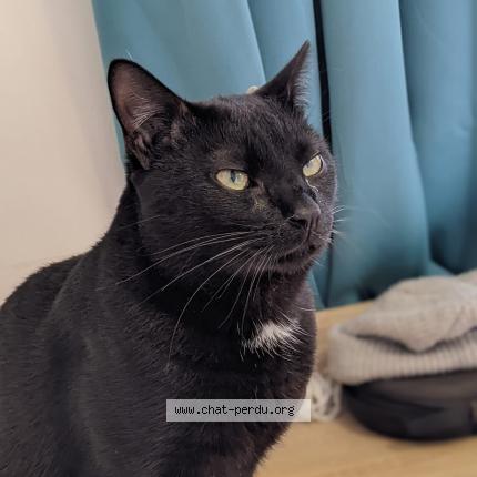 Photo de chat perdu à Grenoble