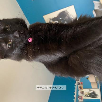 Photo de chat perdu à Marquette Lez Lille