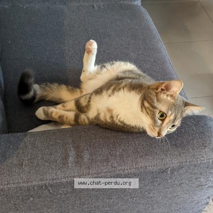 Photo de chat perdu à Reims