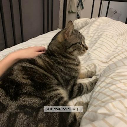 Photo de chat perdu à Montauban