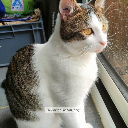 Photo de chat perdu à Saint Sebastien Sur Loire