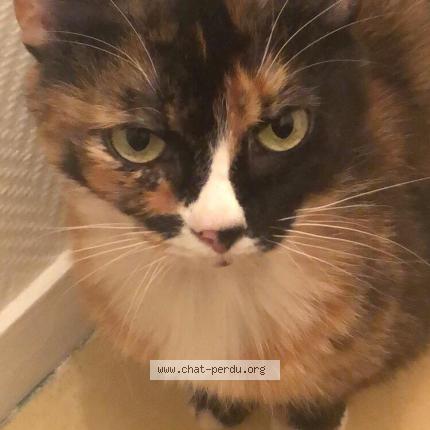 Photo de chat perdu à Amiens