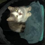 Photo de chat perdu à Cholet