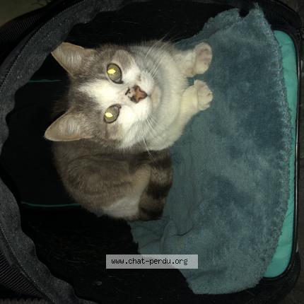 Photo 1/1 Chat retrouvé Perdu à Cholet