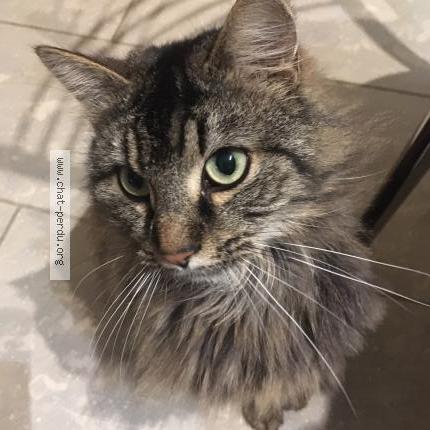 Photo 1/1 Poudi Chat perdu à Feldbach