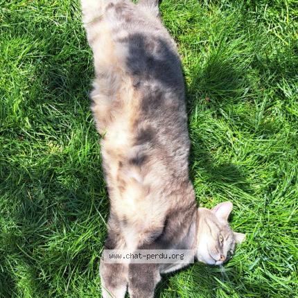 Photo 1/1 Chat retrouvé Perdu à Sartrouville