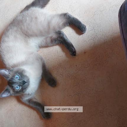 Photo de chat perdu à Reichstett
