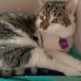 Photo de chat perdu à Bruxelles