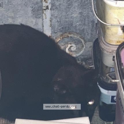 Photo 1/1 Chat retrouvé Trouvé à Nimes