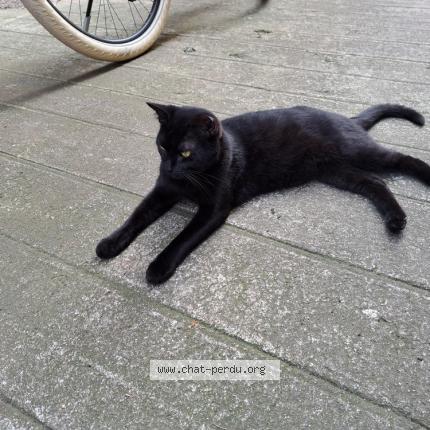 Photo de chat trouvé à Feurs