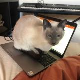 Photo de chat perdu à Bruxelles