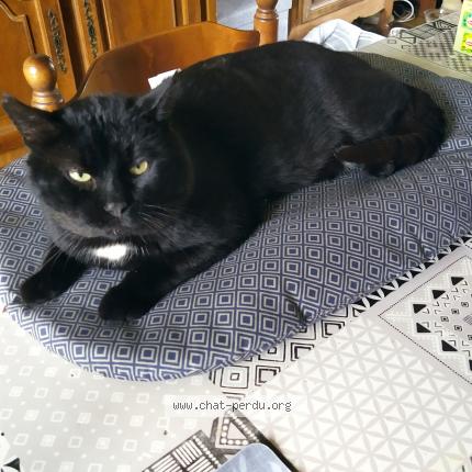 Photo 1/1 Chat retrouvé Perdu à Erquy