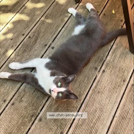 Photo de chat perdu à Colombes