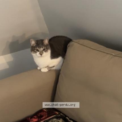 Photo de chat perdu à Beaumont Sur Oise