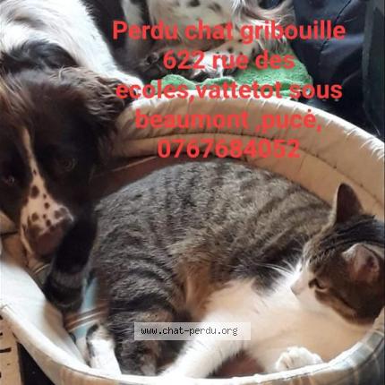 Photo 1/1 Chat retrouvé Perdu à Vattetot Sous Beaumont