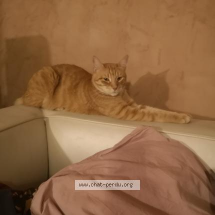 Photo de chat perdu à 34000 Montpellier