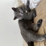 Photo de chat perdu à Bruxelles