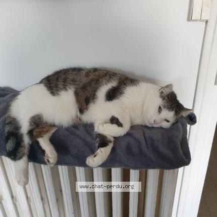 Photo 1/1 Chat retrouvé Perdu à Beauvais