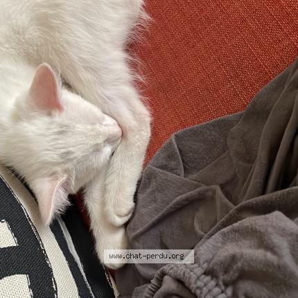 Photo 1/1 Chat retrouvé Perdu à Bonneuil Sur Marne
