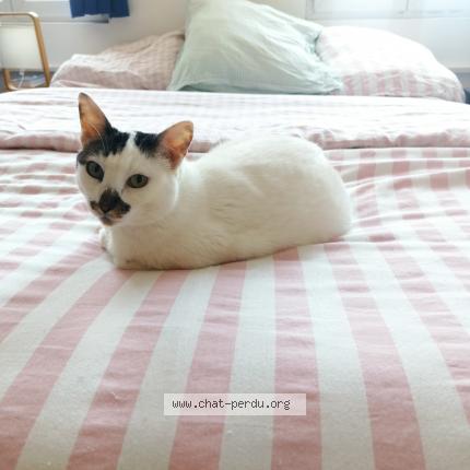 Photo de chat perdu à Rues Des Vignes