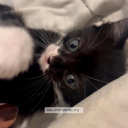 Photo de chat perdu à Bourges