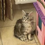Photo de chat perdu à Nalinnes
