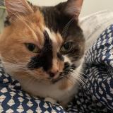 Photo de chat perdu à Le Mans