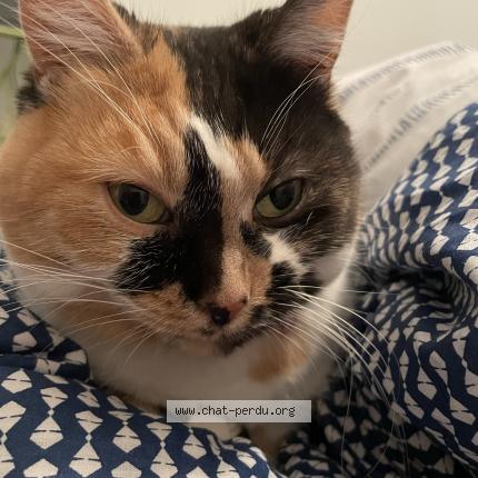 Photo 1/1 Chat retrouvé Perdu à Le mans