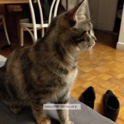 Photo 1/1 Chat retrouvé Perdu à Le Plessis Robinson