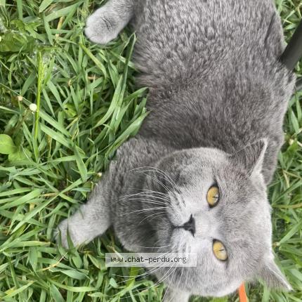 Photo de chat perdu à Jardin