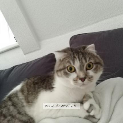 Photo 1/1 Chat retrouvé Perdu à Schiltigheim