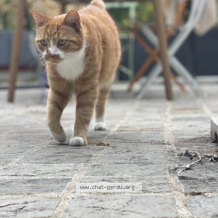 Photo de chat perdu à Villiers En Desoeuvre