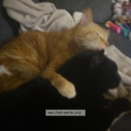 Photo 1/1 Chat retrouvé Perdu à Crevecoeur Le Grand