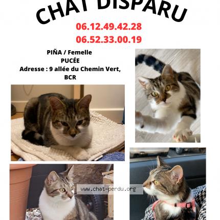 Photo 1/1 Chat retrouvé Perdu à Brie Comte Robert