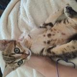 Photo de chat trouvé à Bazainville