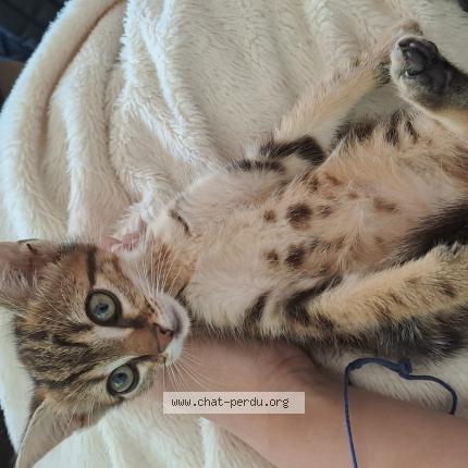 Photo 1/1 Chat retrouvé Trouvé à Bazainville