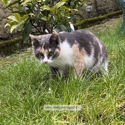 Photo 1/1 Chat retrouvé Perdu à Roubaix