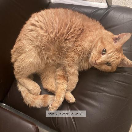 Photo de chat perdu à Saint Andre Lez Lille