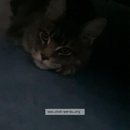 Photo de chat trouvé à La Madeleine