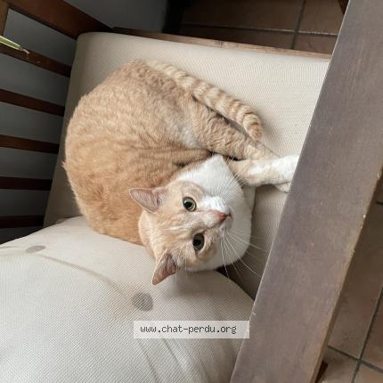 Photo 1/1 Chat retrouvé Perdu à Toulouse