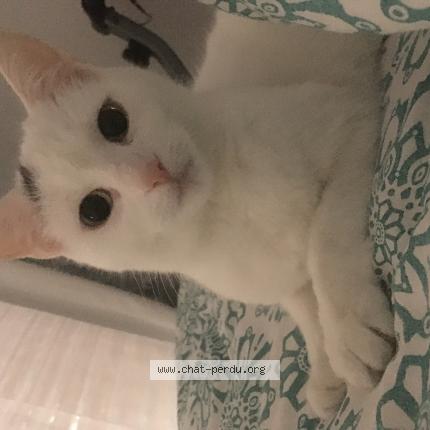 Photo 1/1 Chat retrouvé Perdu à Ronchin