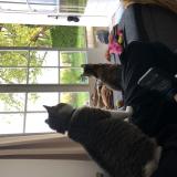 Photo de chat perdu à Divonne Les Bains