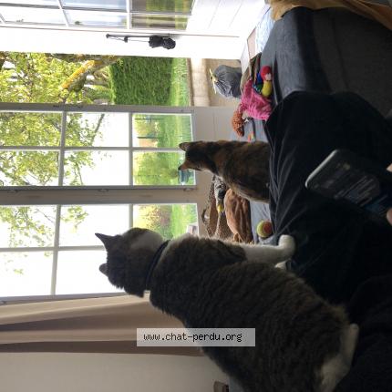 Photo 1/1 Chat retrouvé Perdu à Divonne les bains